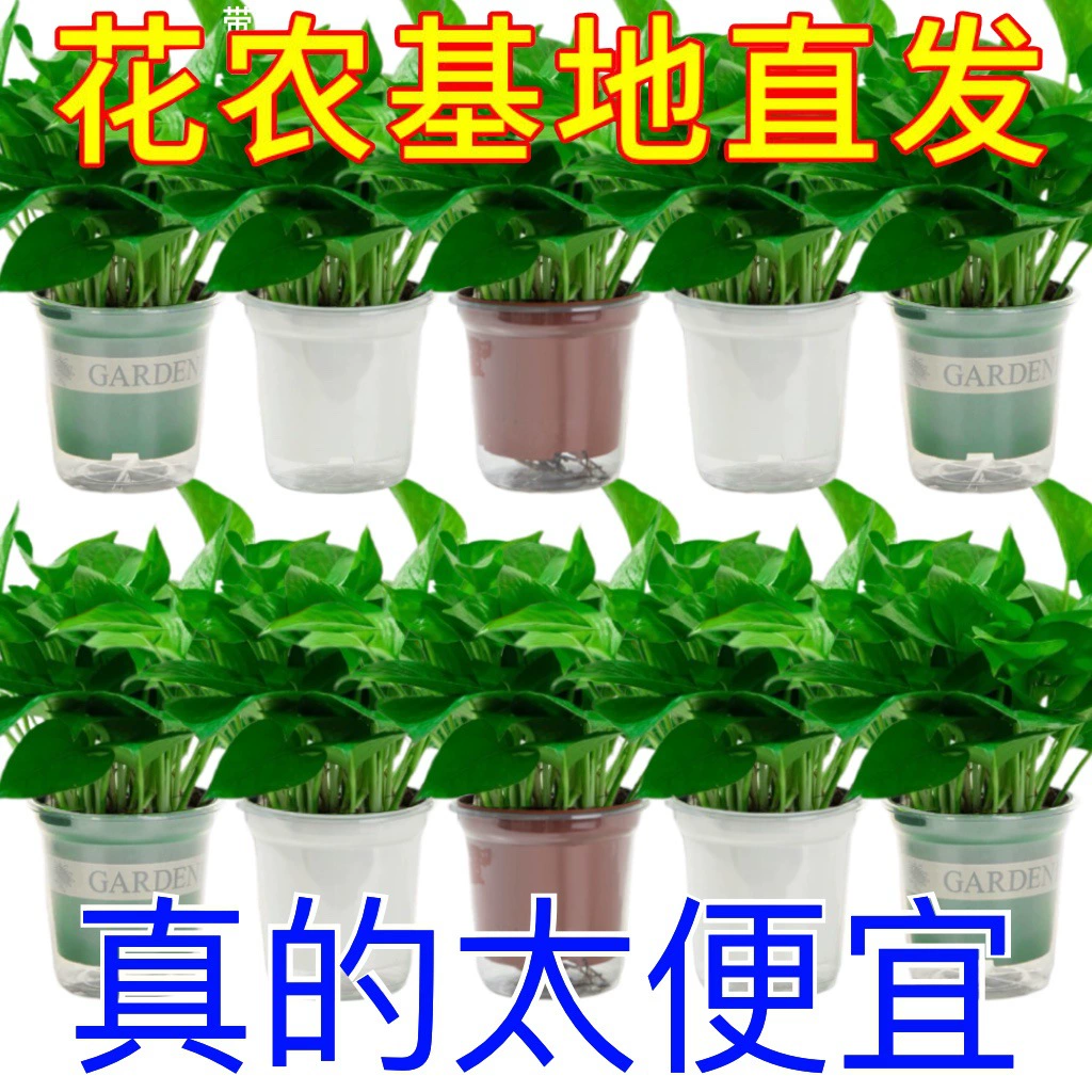 Green Radish, Green Plants, Large Pots, Extra Large Potted Plants, Formaldehyde-Absorbing Green Baskets, Long Vines, New Houses, Household Florals, Formaldehyde Removal