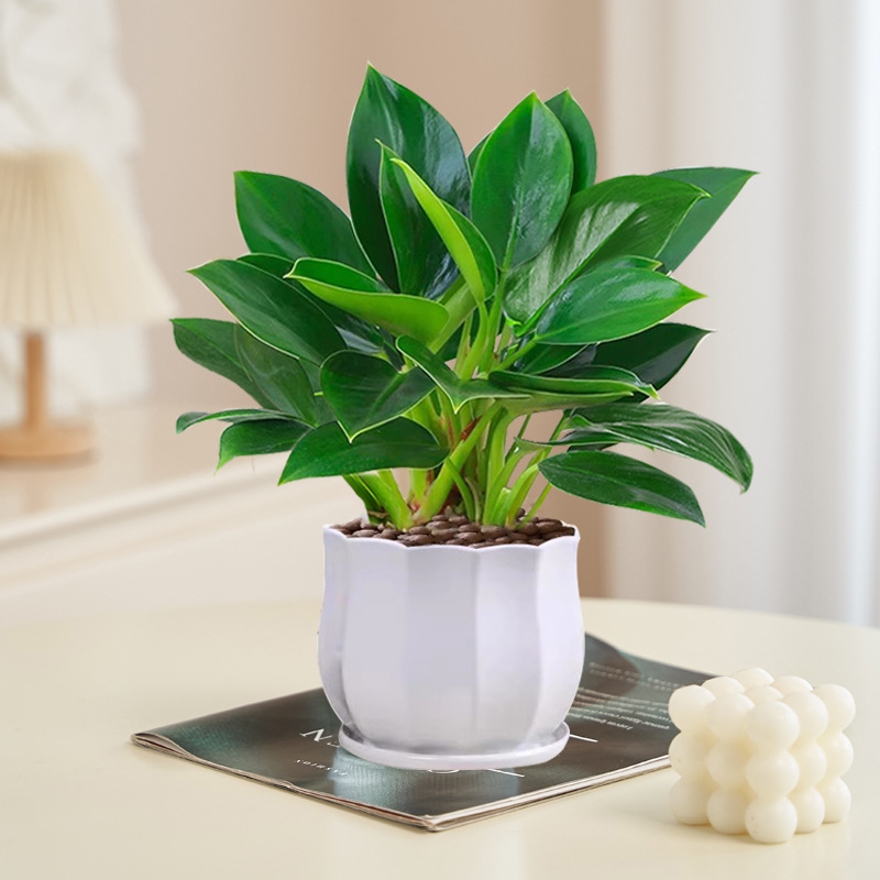 골드 다이아몬드 20cm 3그루(다이아몬드 세라믹 화분) + 영양액