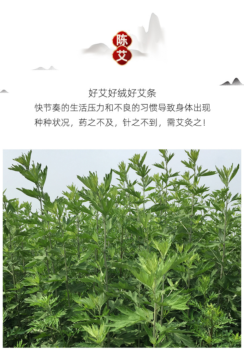 1.8cm Aged Mugwort Moxa Stick Pure Ai Cao for Moxibustion and Summer Mosquito Repellent key features