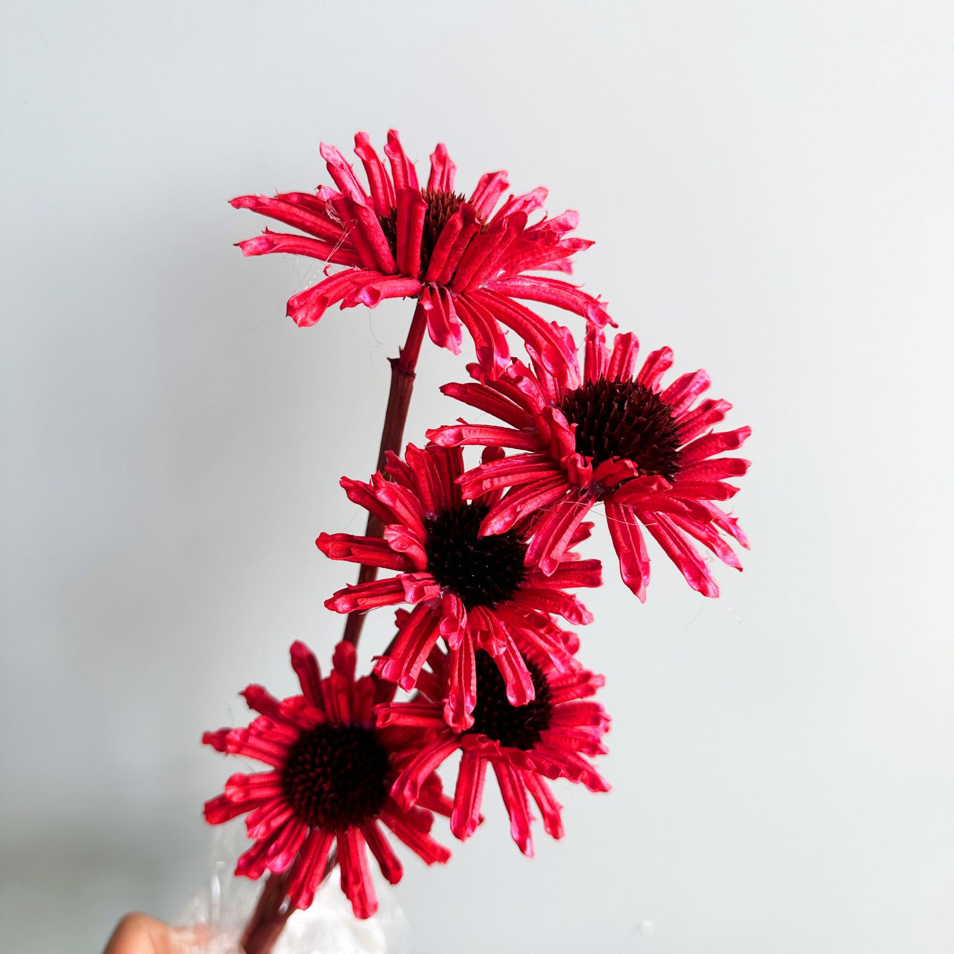 빨간색 가지 5개 묶음