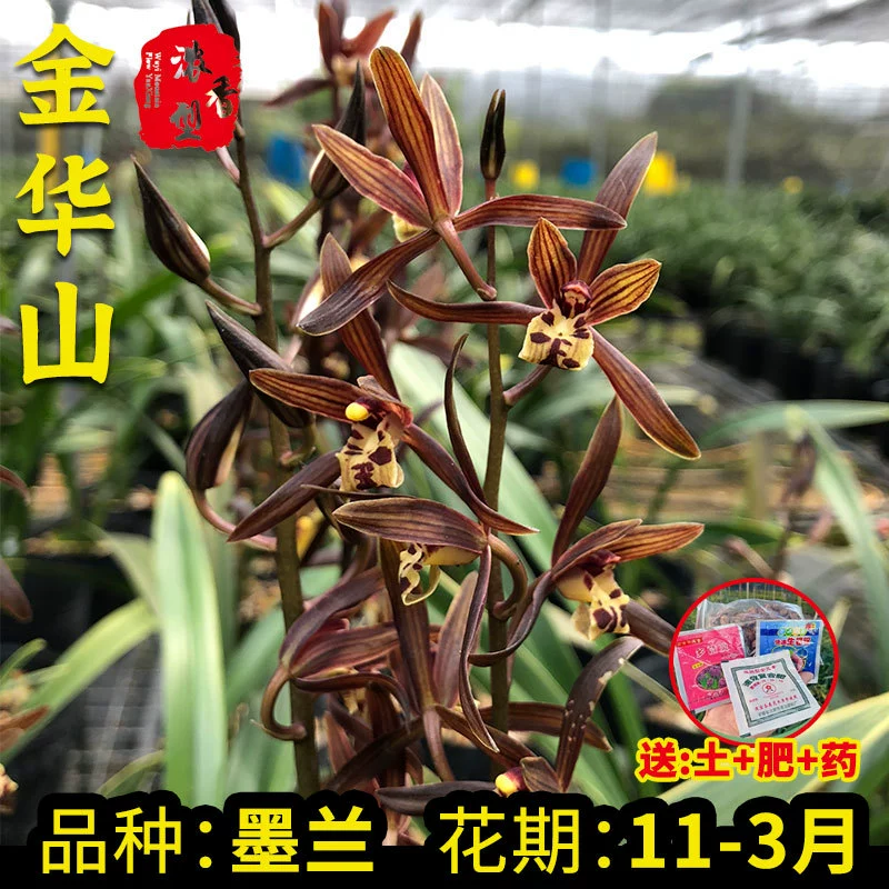 Рассада орхидеи Цзиньхуа Горный Моран Новый год Орхидея Зеленое растение в горшке Зима с бутоном цветка Пномпень Новичок Jiapin