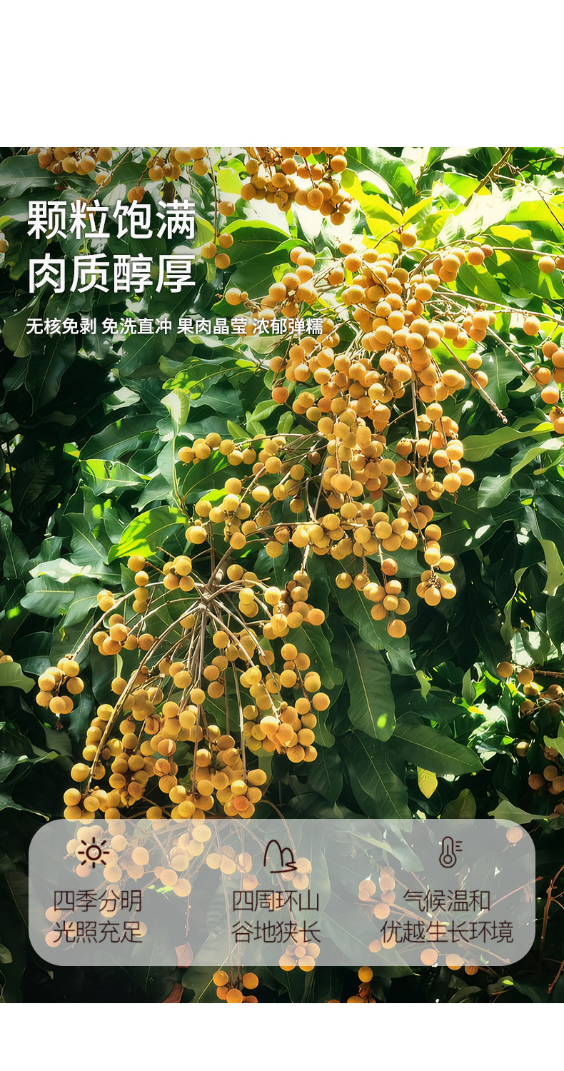 Dried Longan Fruit Tea Gui Yuan Rou 350g Can Sugar-Free Pitted Herbal Floral Tea specifications