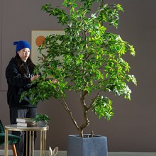 巨大型马醉木仿真树绿植假树盆栽室内客厅造景观装饰落地植物摆件