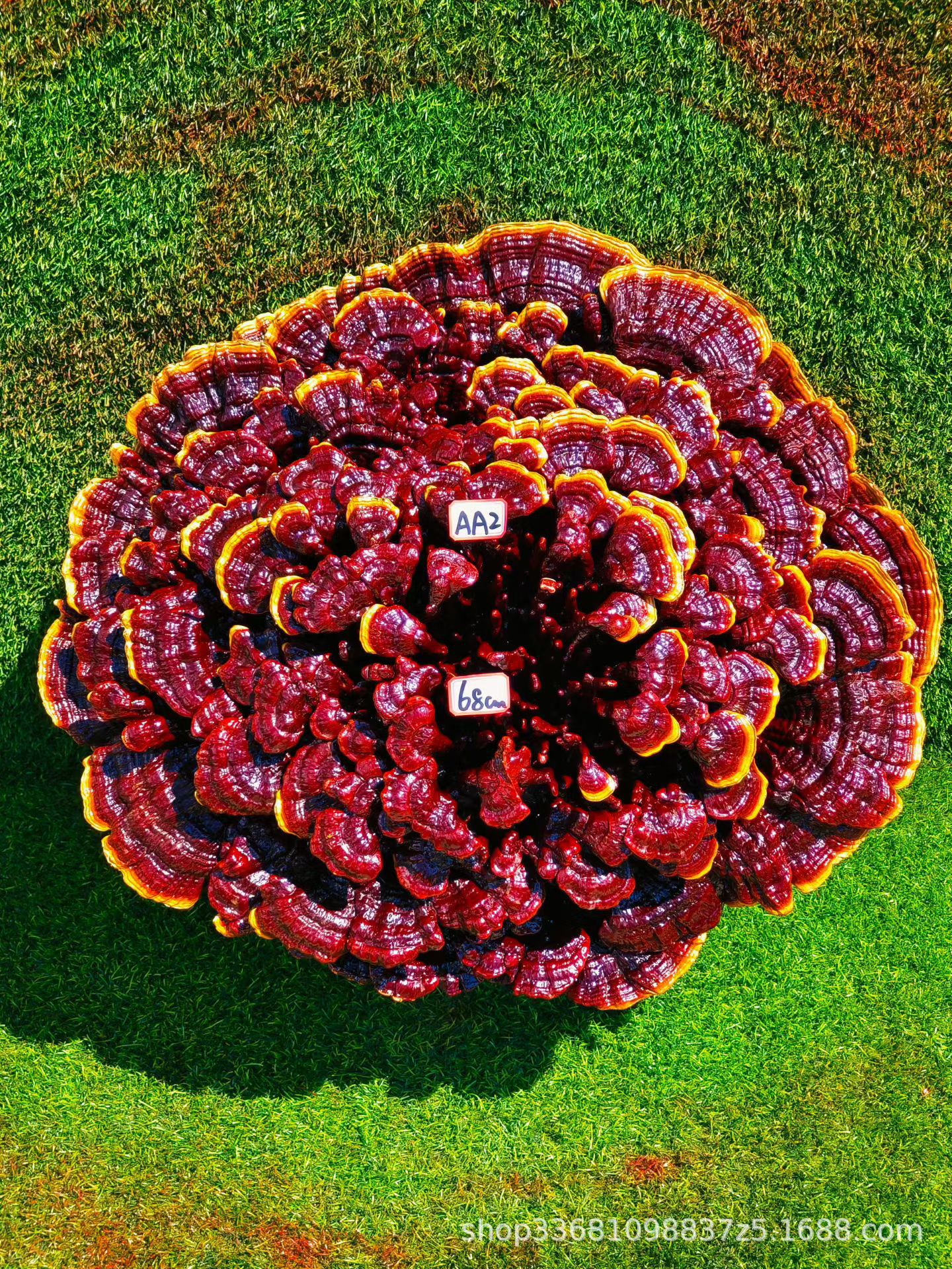 Large Purple Reishi Mushroom Display Piece 95cm Ling Zhi Ornamental Bonsai for Home and Entryway specifications