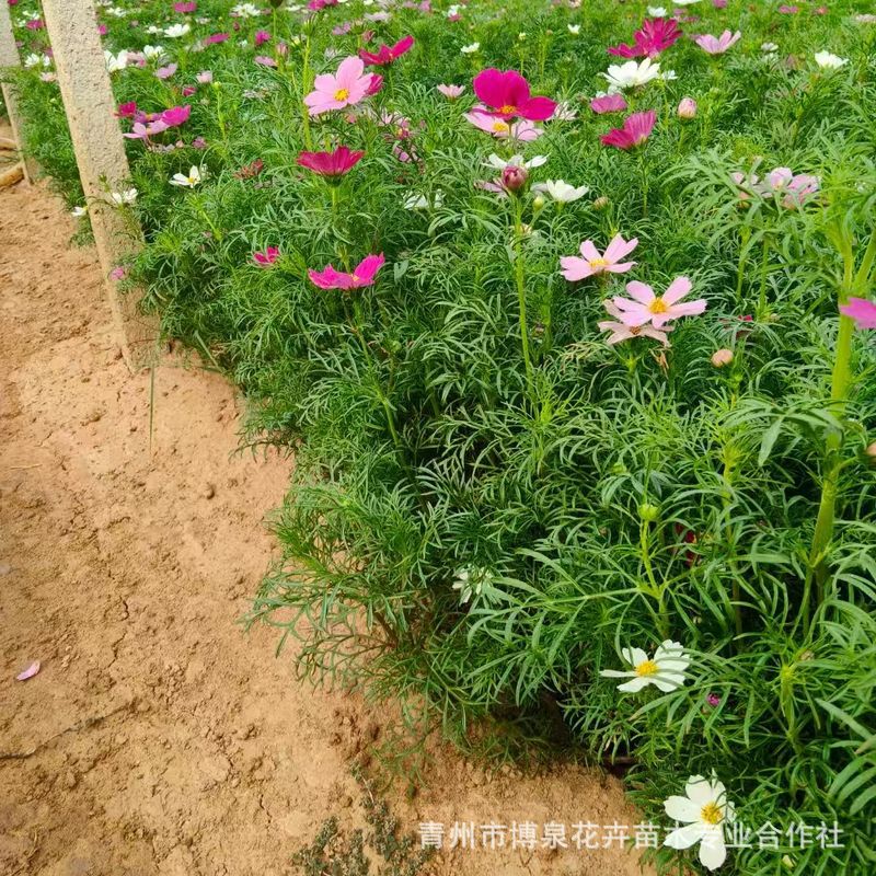 波斯菊花海批发杯苗波斯菊小苗海花卉矮株波斯菊花苗 盆栽格桑花