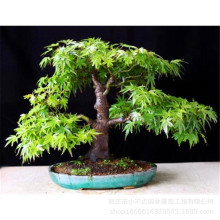 �������t���N���ļ��t�~�����������ͥԺ�Ҿ��^�p�P���仨