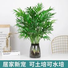 水培植物袖珍椰子盆栽凤尾竹富贵竹散尾葵室内绿植净化空气吸甲醛