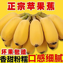 广西苹果蕉粉香蕉新鲜9斤当季整箱水果甜芭蕉圆香焦banana