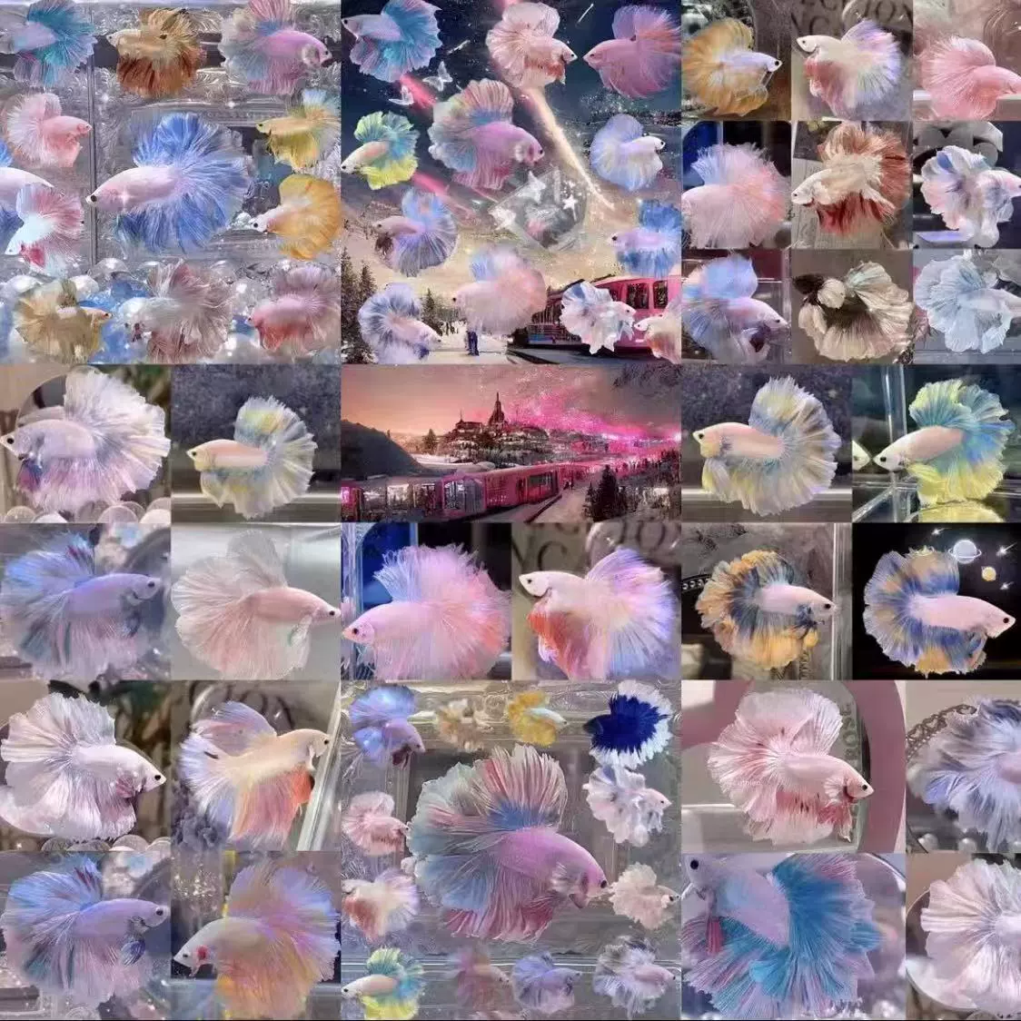 Тайская Боевая рыба оптом пресноводные рыбы живут генерал Король Лев полумесяц мужской и женский Домашние животные рыбы тропические декоративные рыбы живут