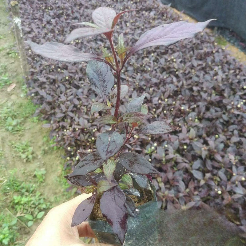 База Оптовая Красная Трава Большой Лист Красный Ландшафтный Завод Цзянсу Baifu База рассады