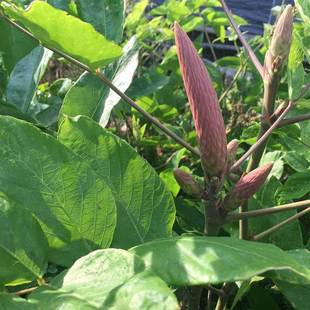 Wild Cat's Tail Seeds, Stone Ginseng, Dog's Tail, Cow's Spring Flower, Cat's Tail, Tiger's Tail Wheel, Chinese Herbal Medicine, Perennial Plant