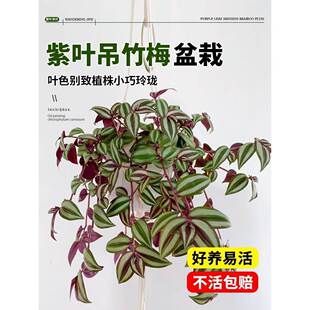 ���~����÷�����̨�ļ�����ͥԺ���_�m�ͮ����m�҃Ⱥ��B�ͻ�ֲ��