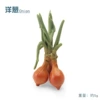 [PL127-2148洋葱   5g]