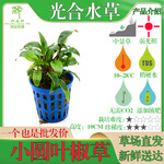 椒草前景草懒人造景水草鱼缸沉水植物咖啡气泡温蒂虎斑桃叶椒草