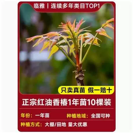 Tuona (Toona sinensis) красно-листная саженец, съедобные ароматные весенние почки — саженцы 1–12 лет, 40–110 см