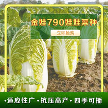 四季好吃金娃790娃娃菜種子 生長快品質佳菜籽春夏秋播種蔬菜種