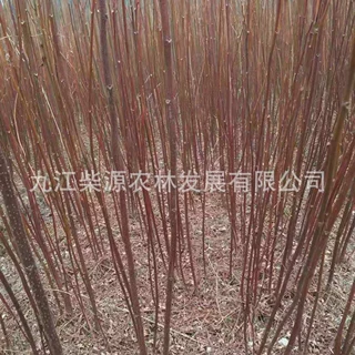 【规格齐全】南酸枣小苗 五眼果15公分南酸枣25公分南酸枣18公分