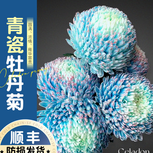 �໨��ĵ���ջ��r�л�����ɫ���҃ȼ��ò廨ˮ�Bˮ���滨���L����