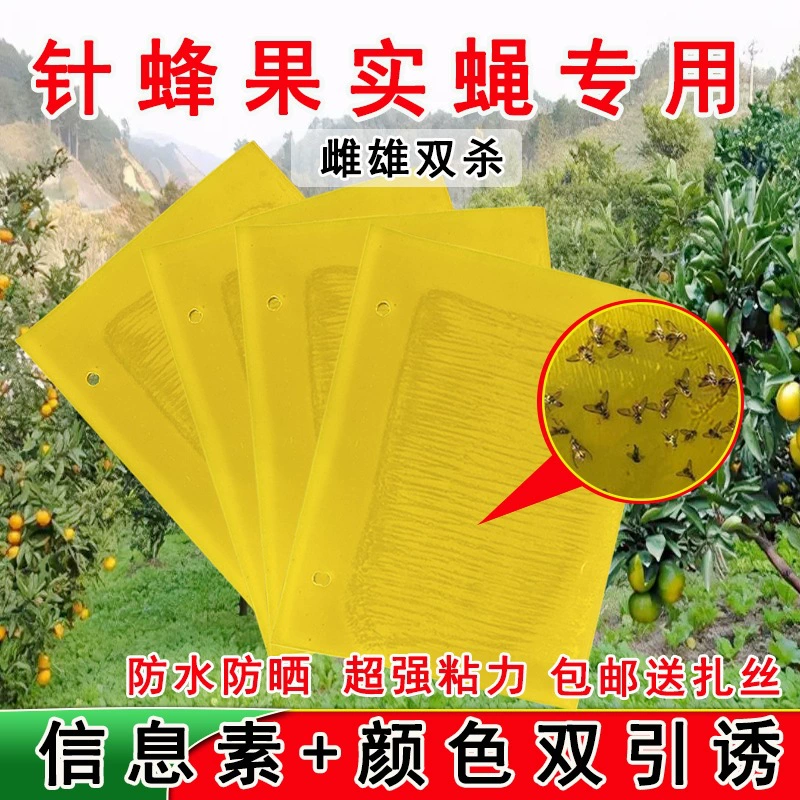 Плодовая муха пластина игла пчела размером с цитрусовую муху липкий червь