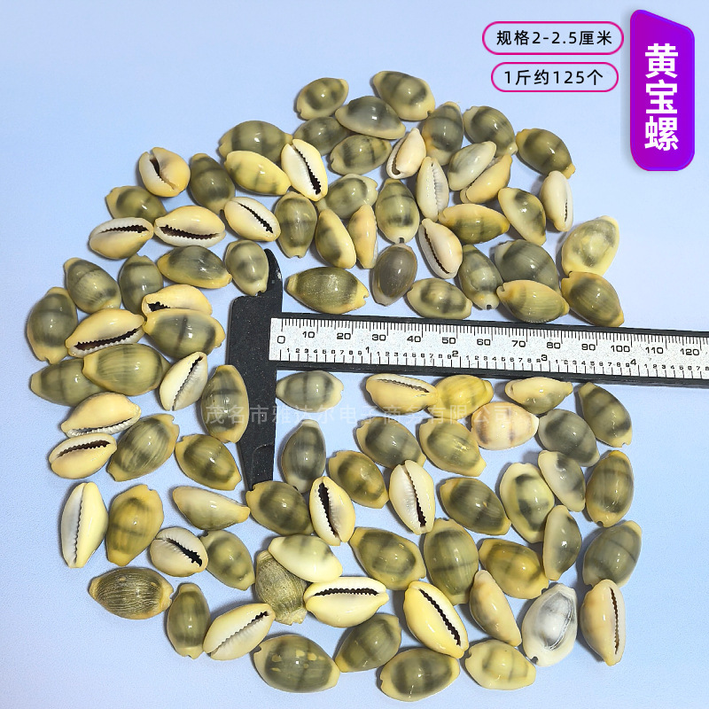 貝殻と法螺貝 1～2cmをポンド単位で販売、貝殻と砂を混ぜて手作りのDIYテーブルを製作、ドリフトボトルを製作|undefined