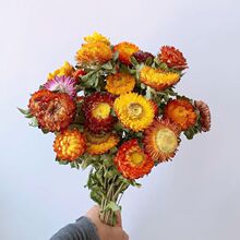 ����ϸɻ��滨�������߲ʾջ����͏d�Ҿ��b[���ɻ��滨