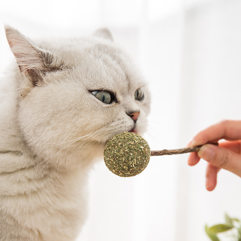 Gato de madera, hierba para gatos, bocadillos para gatos, juguetes para mascotas, palillos de menta, pirolaps para gatos, palillos para gatos, dientes para gatos, productos para limpiadores de dientes