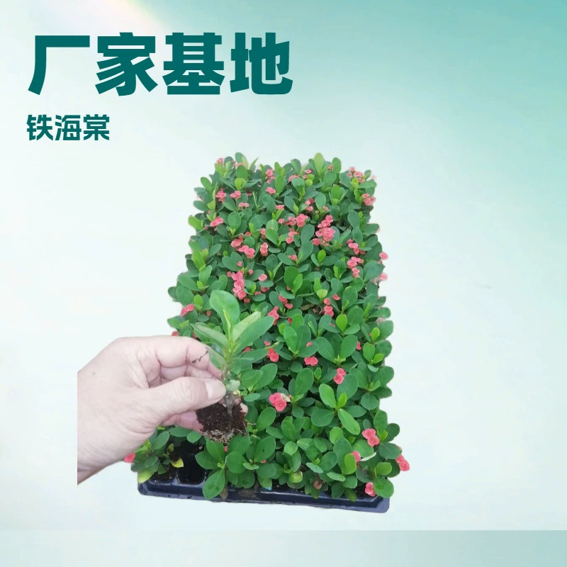 Основные поставщики производителя предлагают широкий ассортимент декоративных растений, таких как железная бегония и тигровая слива, в лотках для рассады, прямой источник цветочных саженцев для оптовой продажи.