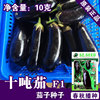 Eggplant Eggplant Vegetable Vegetable Vegetable Vegetable Vegetable Rapeseed Crusade Seed Company Four Seasons Season