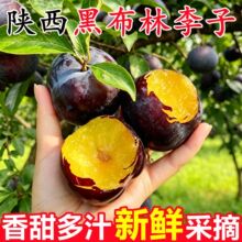 陕西黑布林大李子新鲜水果5斤恐龙蛋李子应当季时令孕妇水果整箱