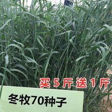 ����70�ͺ��߮a���ݷN�Ӷ������������i�Rţ�������Z�~���