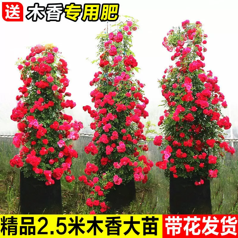 红木香树苗四季开花爬藤禄植物黄木香花大苗庭院耐热蔷薇花卉盆栽