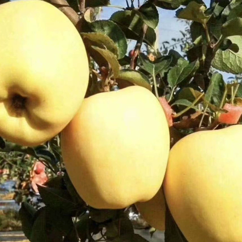 База оптом яблочные саженцы Венера золотые яблочные саженцы многолетние яблочные саженцы с сильным ароматом