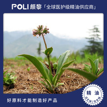 尼泊尔进口有机穗甘松精油原料护肤补水单方精油美容院穗甘松精油
