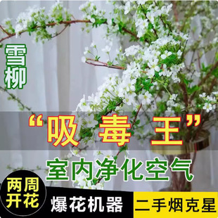 Snow Willow Dry Branches Bloom When Exposed to Water. Internet Celebrity Style Fresh Soaked Water Hydroponic Winter Cold-Resistant Florals for Home Indoor Green Plants