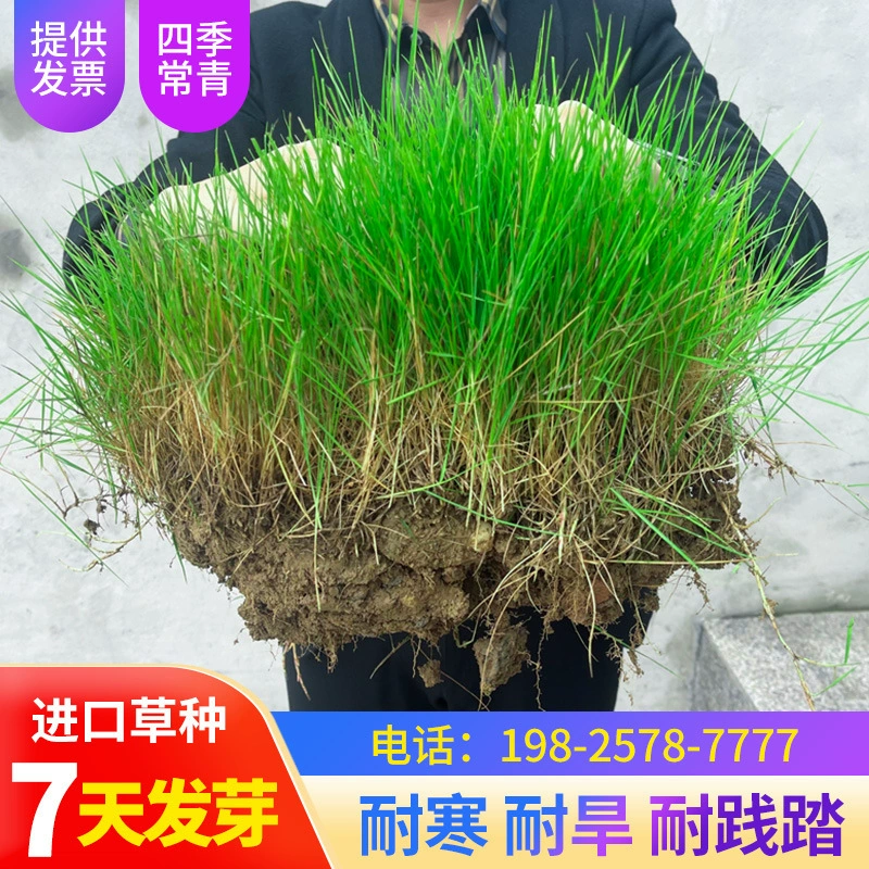 Семена газонной травы, вечнозеленые семена для защиты склонов и зеленения на все времена года, ковровая трава для двора, низкорослый, не требующий обрезки, морозостойкий люцерновый газон.