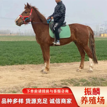 �����Bֳ�� �����R���� С�R�x �T���R �^�p�R ���R �������U