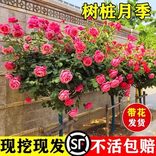 �����ǘ䘶�¼��������ش󻨶��ļ��_������ֲ��ͥԺõ�廨����