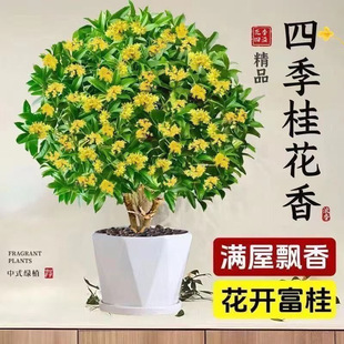 Four-Season Osmanthus Potted Plant, Fragrant Green Plant Indoor, Easy to Care for All Seasons, Free Shipping on Aliexpress and Amazon