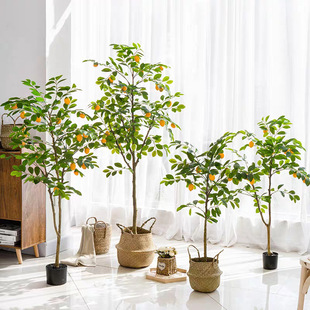 ͷ晎ʘԼҾL֦~͏db[