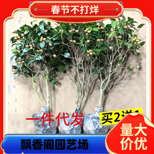 һ�����lɽ�軨�������Ԏ�����������ɫ�൤�ļ��׻��҃��̨ͥԺ