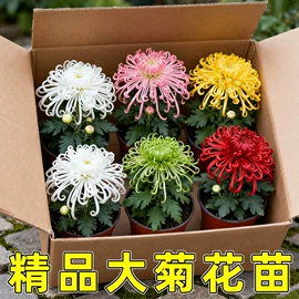 盆栽;种球;园林果树