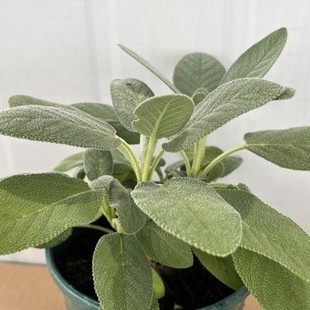 �͸���β�ݿ�ʳ��������������ˮ���P����β����D�_ʳ�ĺ��B