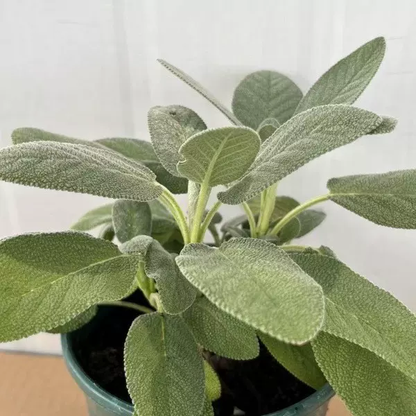 巴格旦鼠尾草可食用香草盆栽意大利水果凤梨鼠尾草天妇罗食材好养