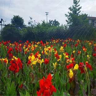 Yuanyang美人蕉 One-Flower Two-Color Scenic Courtyard Planting Flowering Period Is from April to November