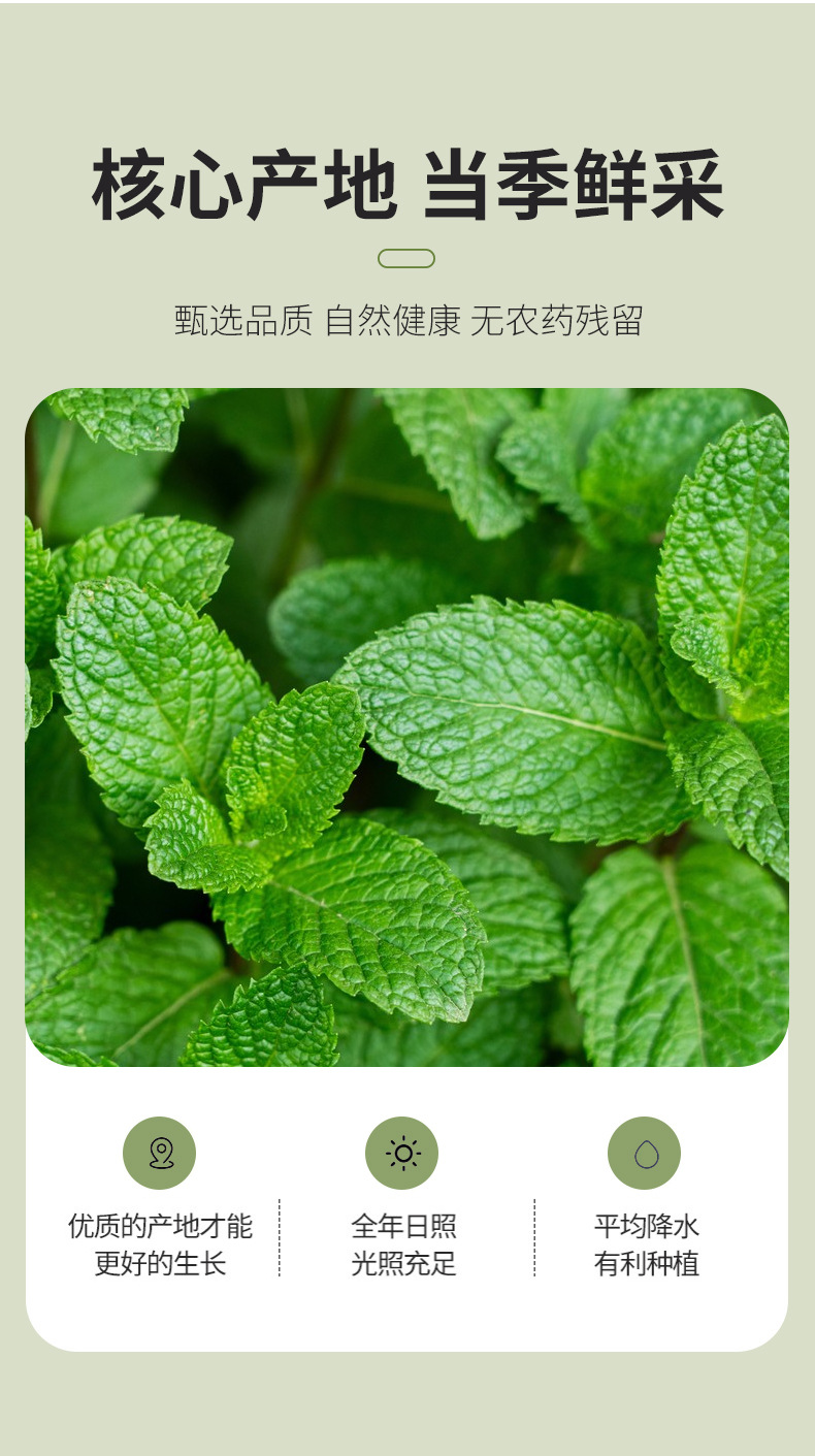 Mint Leaf Tea Bo He 500g Dried Mentha haplocalyx Loose Herbal Tea for Cooling Infusions key features