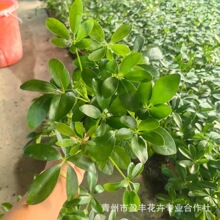 ���_ľ�����Z�Ʋ񹫈@�ر��� ���̾G����ľ���ع��� �ͺ�������