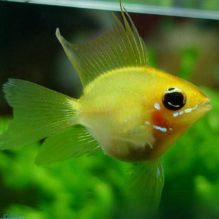 ���Ӱ����_�P���~�Ꭷ�^�p�~���{���m���~�����~���wС�͵�ˮ�~