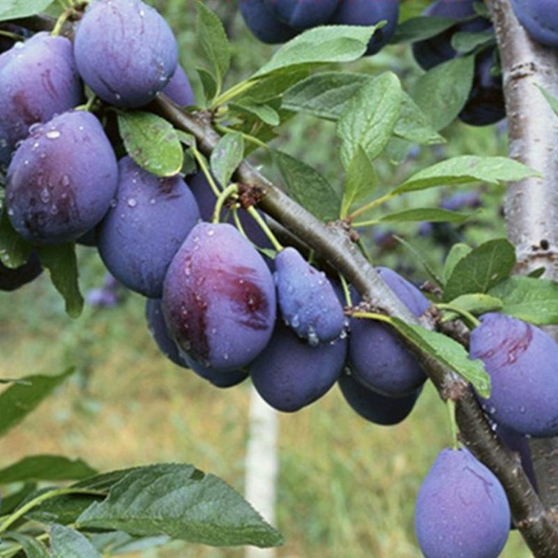 База фруктовых деревьев оптом Французские фрукты рассада чернослив Prunus Queen Blue чернослив сливовый Саженец