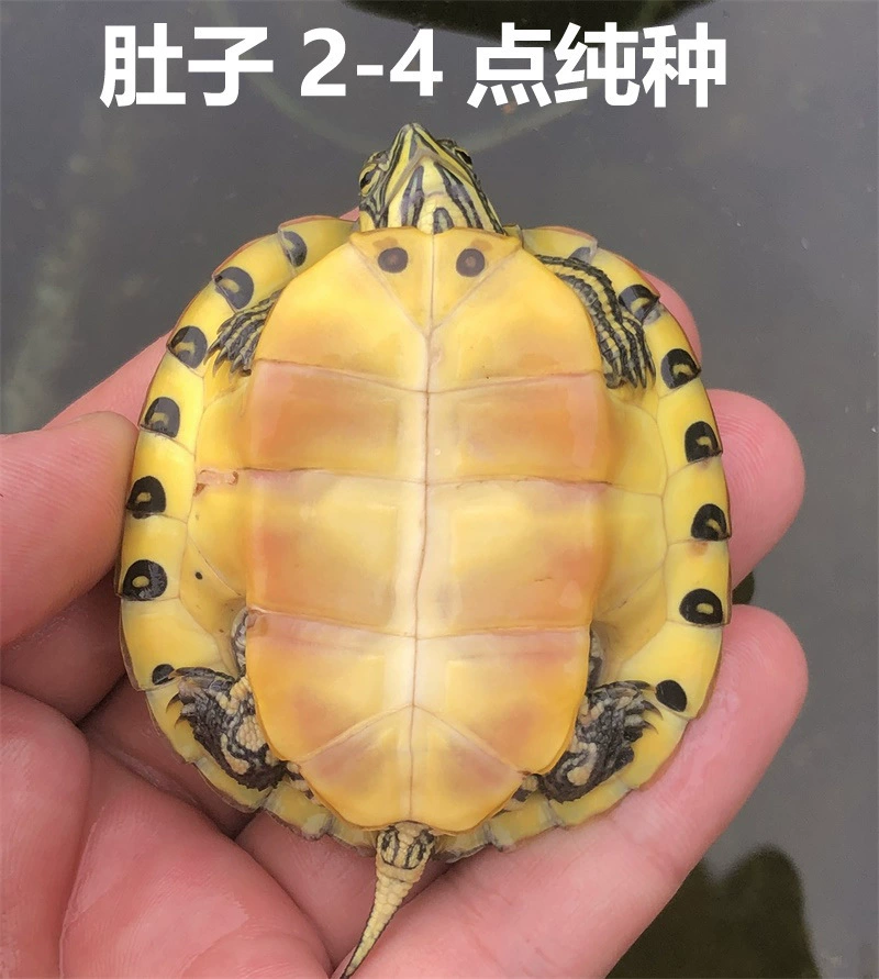 [深水黄耳龟乌龟活物冷水长寿龟家养宠物观赏小乌龟招财吃粪包邮]