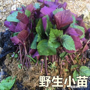 ���K�����������K���K���K�~����ȥ���������Kʳ�����K�~�����r��